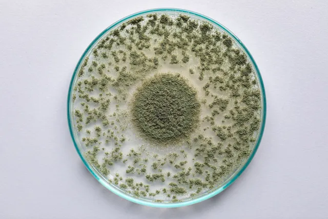 mold testing in Palm Bay, FL